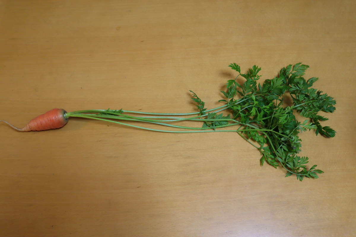 f:id:tomato_1:20220221034326j:plain