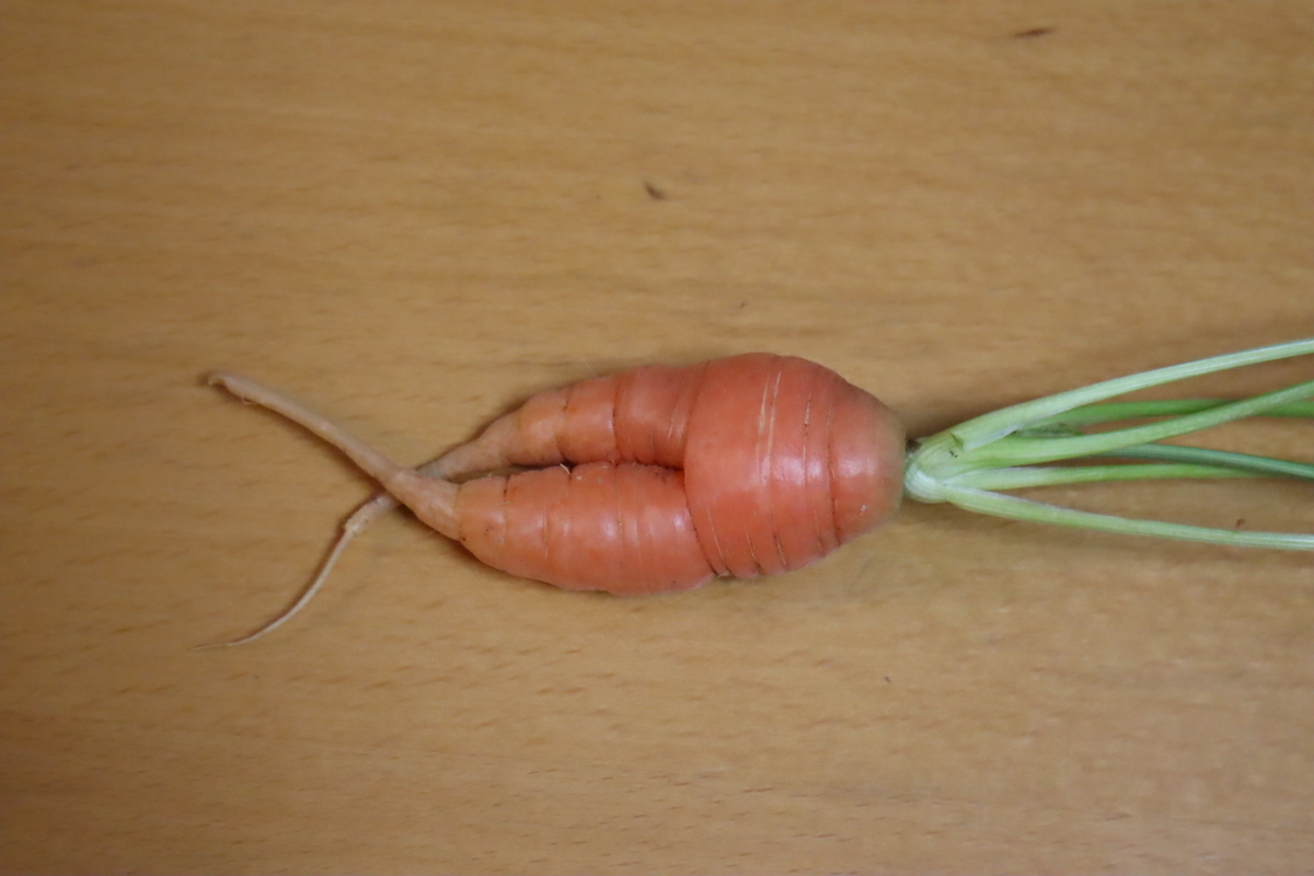 f:id:tomato_1:20220221034406j:plain