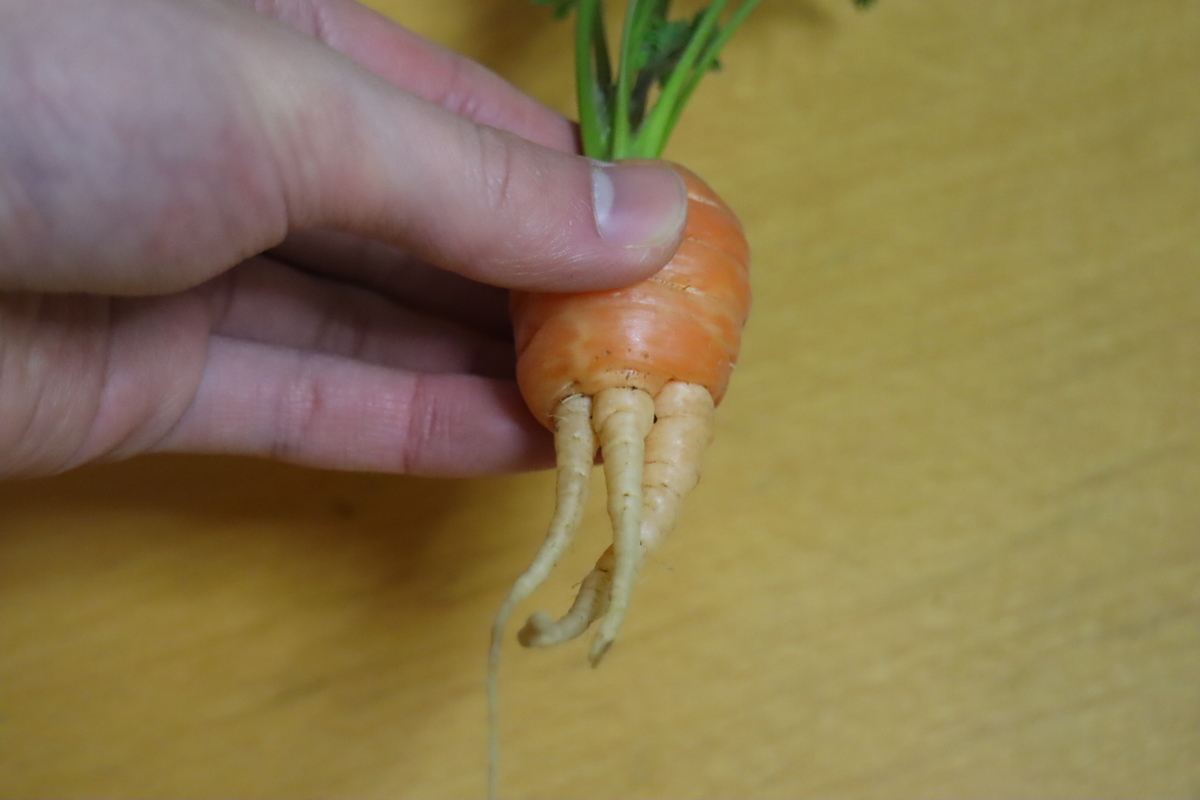 f:id:tomato_1:20220221034417j:plain