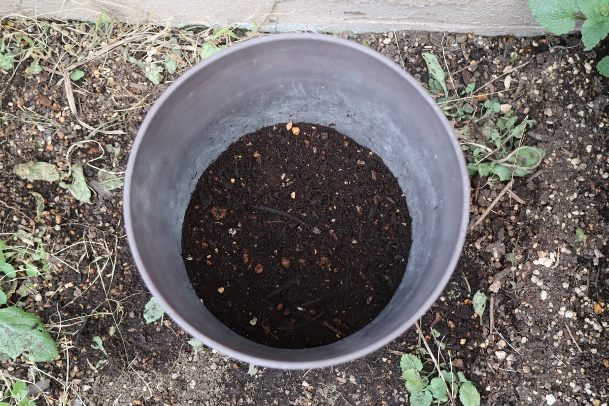 f:id:tomato_1:20220225034632j:plain