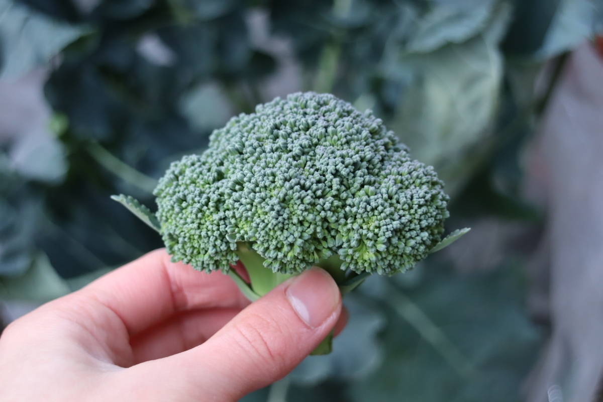 f:id:tomato_1:20220301034957j:plain