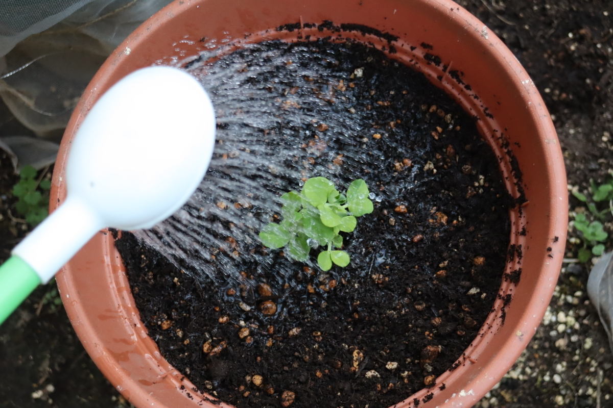 f:id:tomato_1:20220301035332j:plain