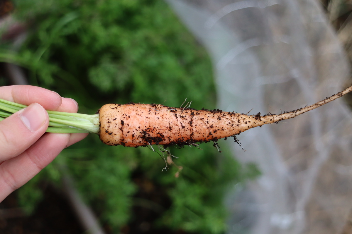 f:id:tomato_1:20220305034557j:plain