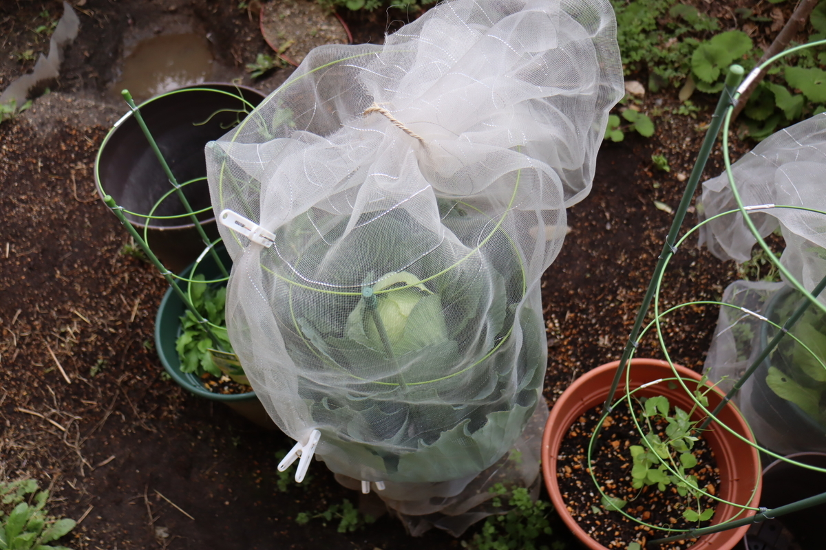 f:id:tomato_1:20220325003634j:plain