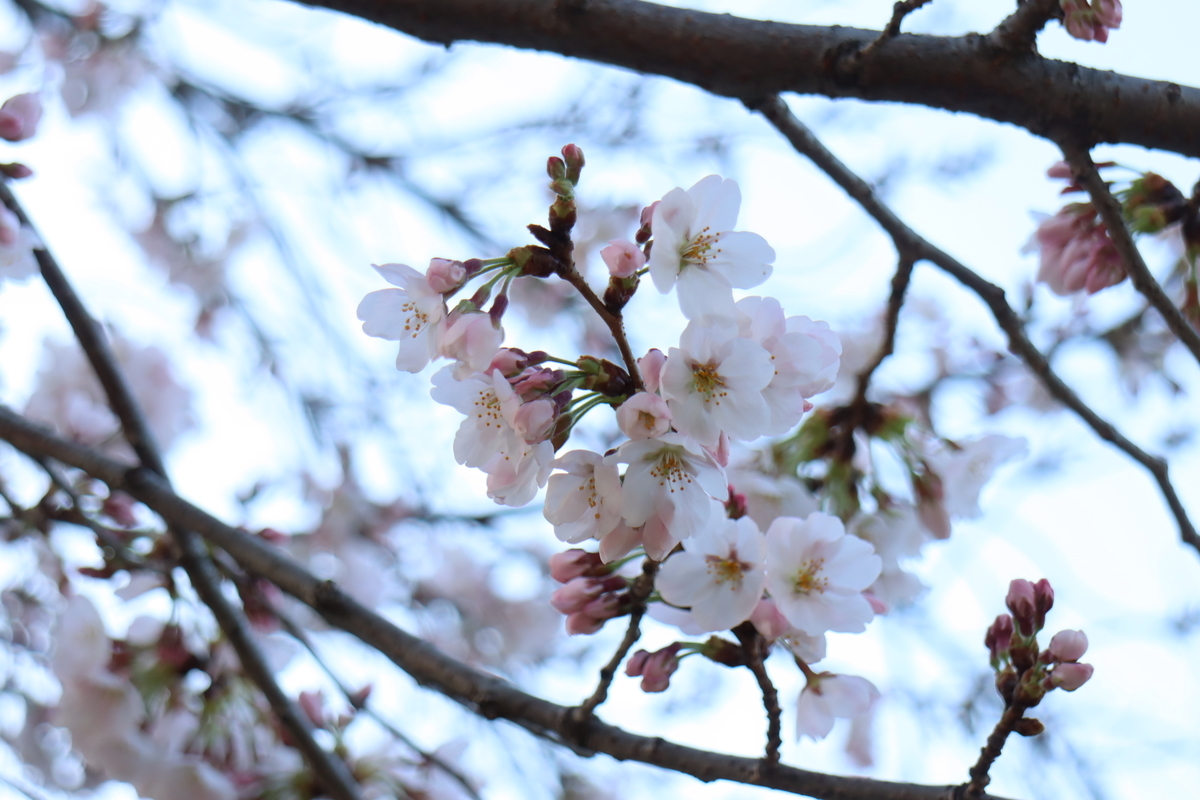 f:id:tomato_1:20220328003347j:plain