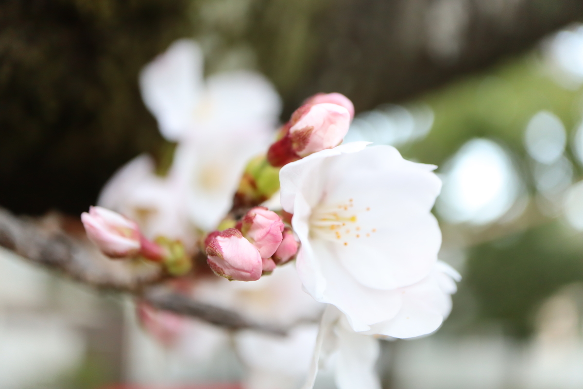 f:id:tomato_1:20220328003528j:plain