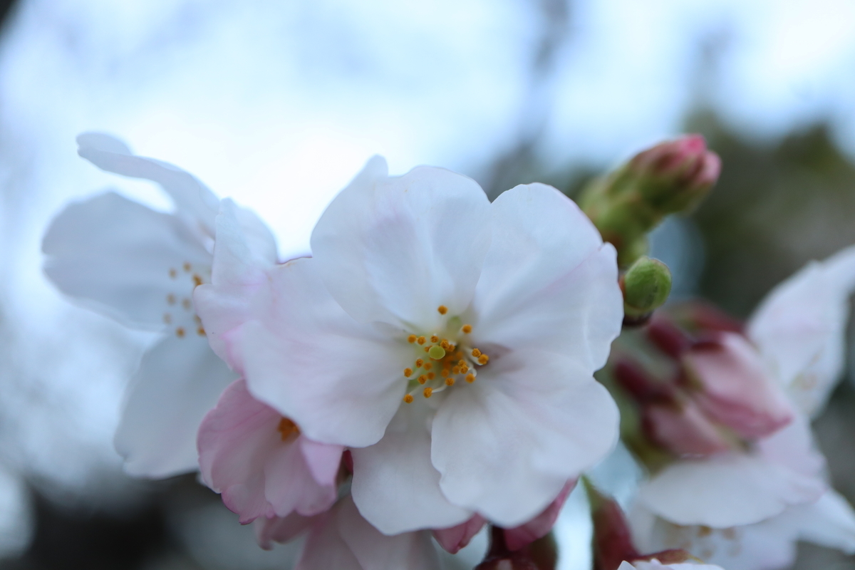 f:id:tomato_1:20220328004003j:plain