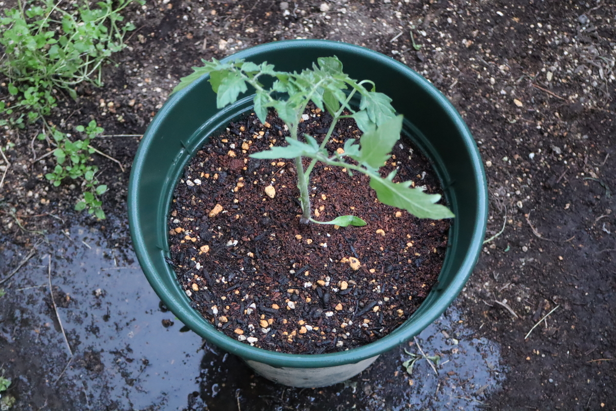 f:id:tomato_1:20220331035240j:plain