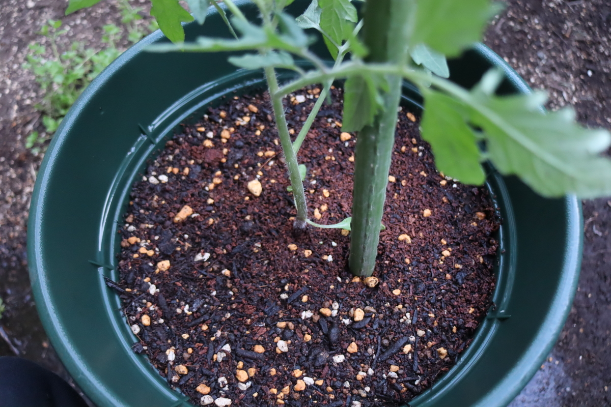 f:id:tomato_1:20220331035313j:plain