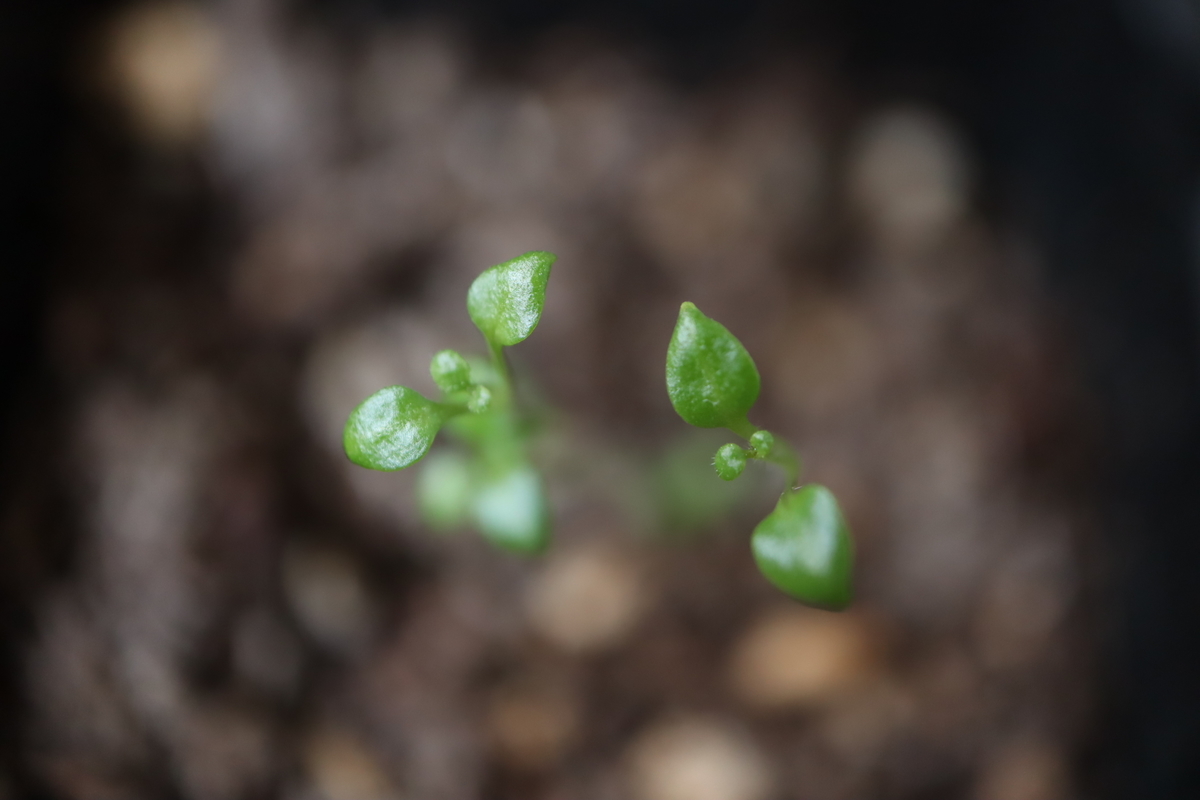f:id:tomato_1:20220404000820j:plain