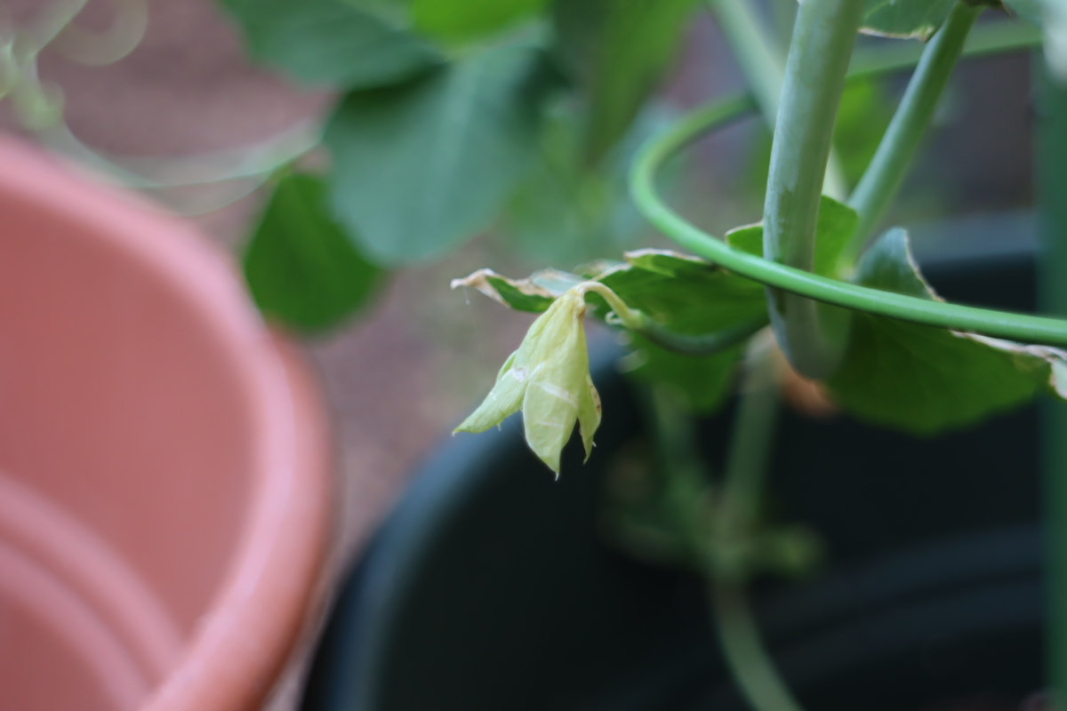 f:id:tomato_1:20220408035743j:plain