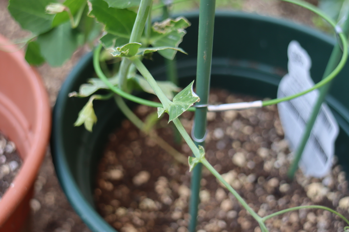 f:id:tomato_1:20220408040054j:plain