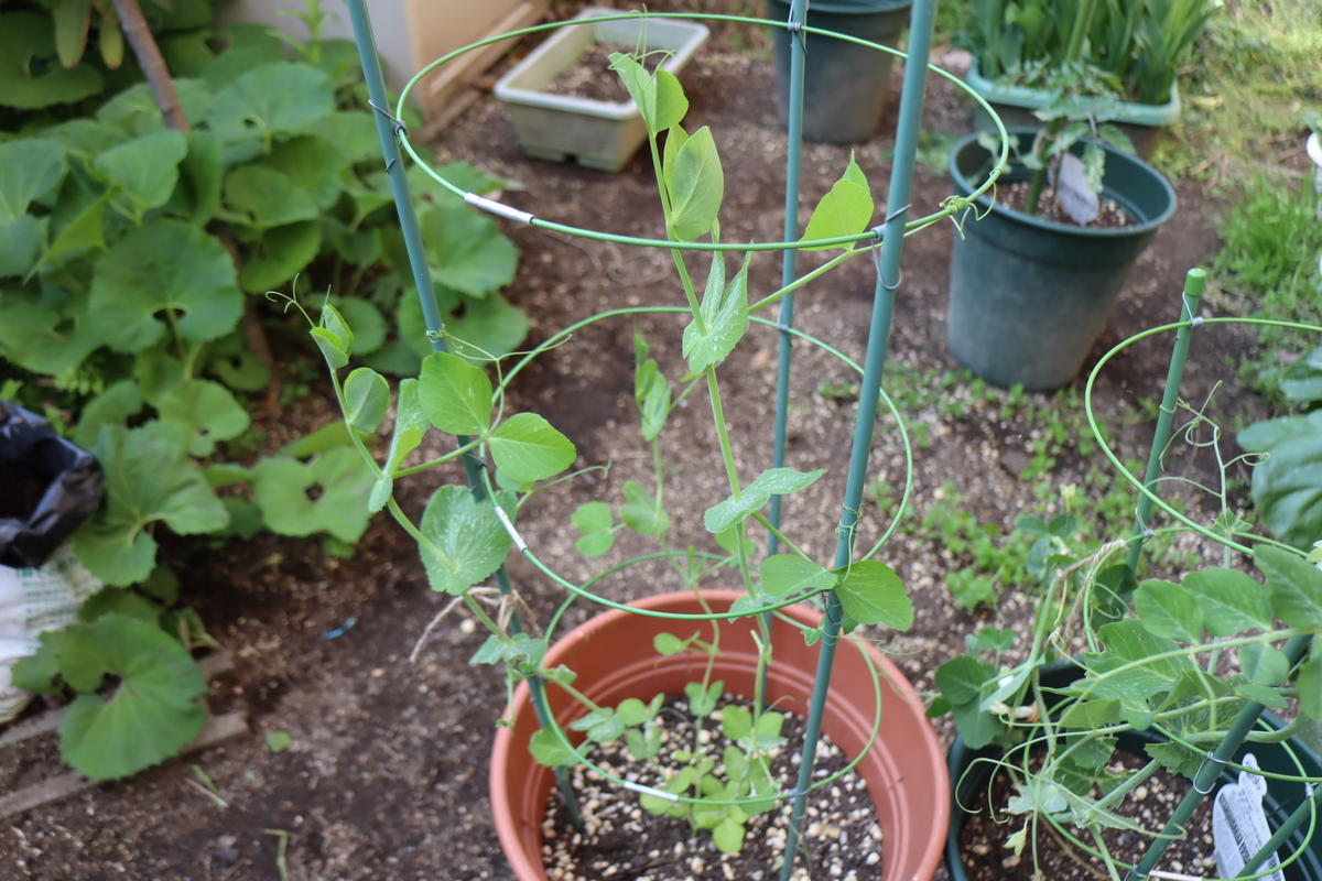 f:id:tomato_1:20220408040110j:plain
