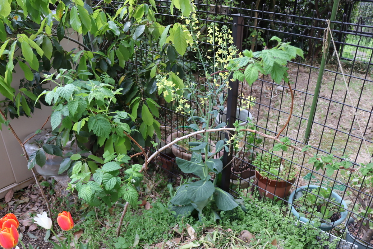 f:id:tomato_1:20220414035440j:plain