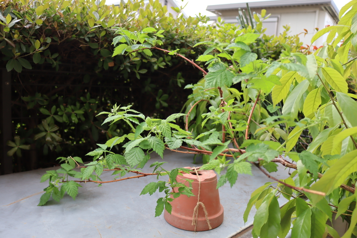 f:id:tomato_1:20220414035540j:plain