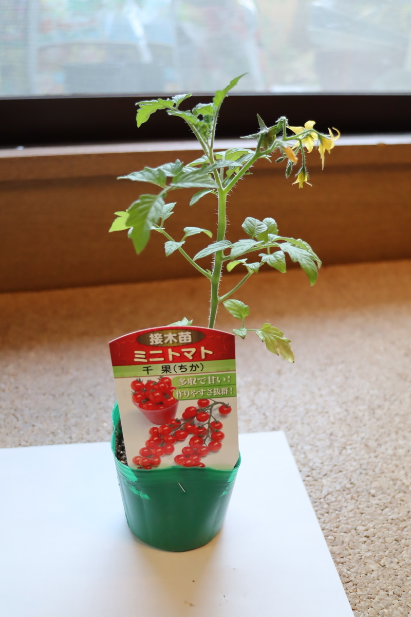 f:id:tomato_1:20220418031502j:plain