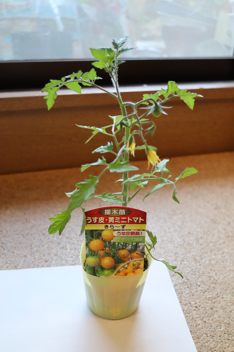 f:id:tomato_1:20220418031601j:plain