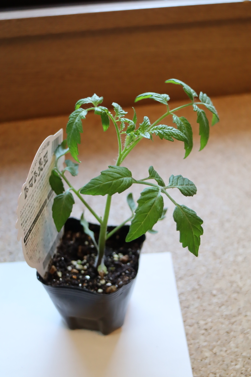 f:id:tomato_1:20220418031733j:plain