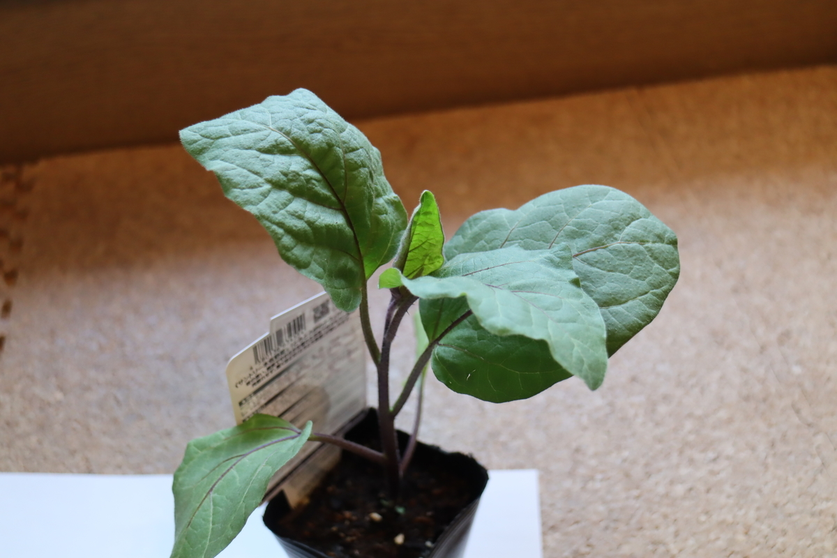 f:id:tomato_1:20220418032008j:plain
