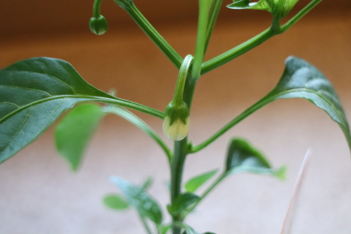 f:id:tomato_1:20220418032037j:plain