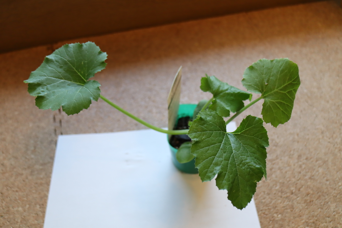 f:id:tomato_1:20220418032134j:plain