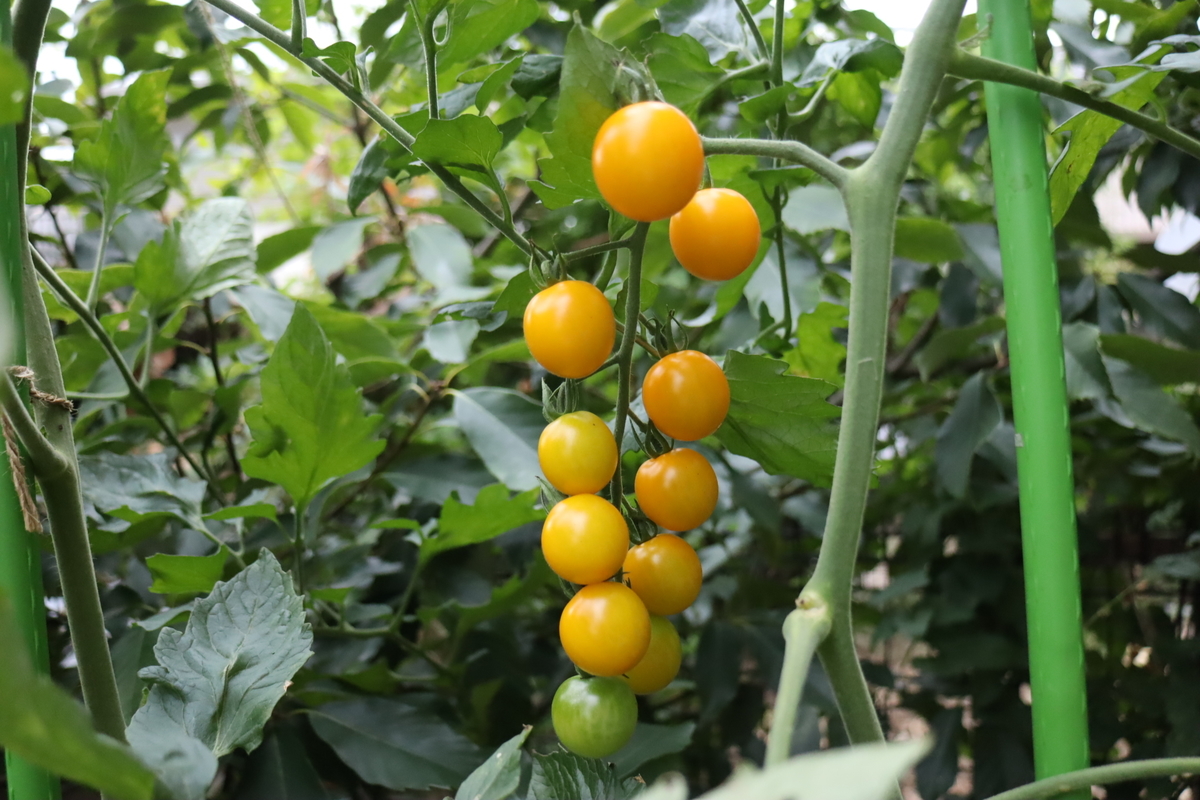 トマトの収穫 7 18 トマトの菜園 天文ライフ