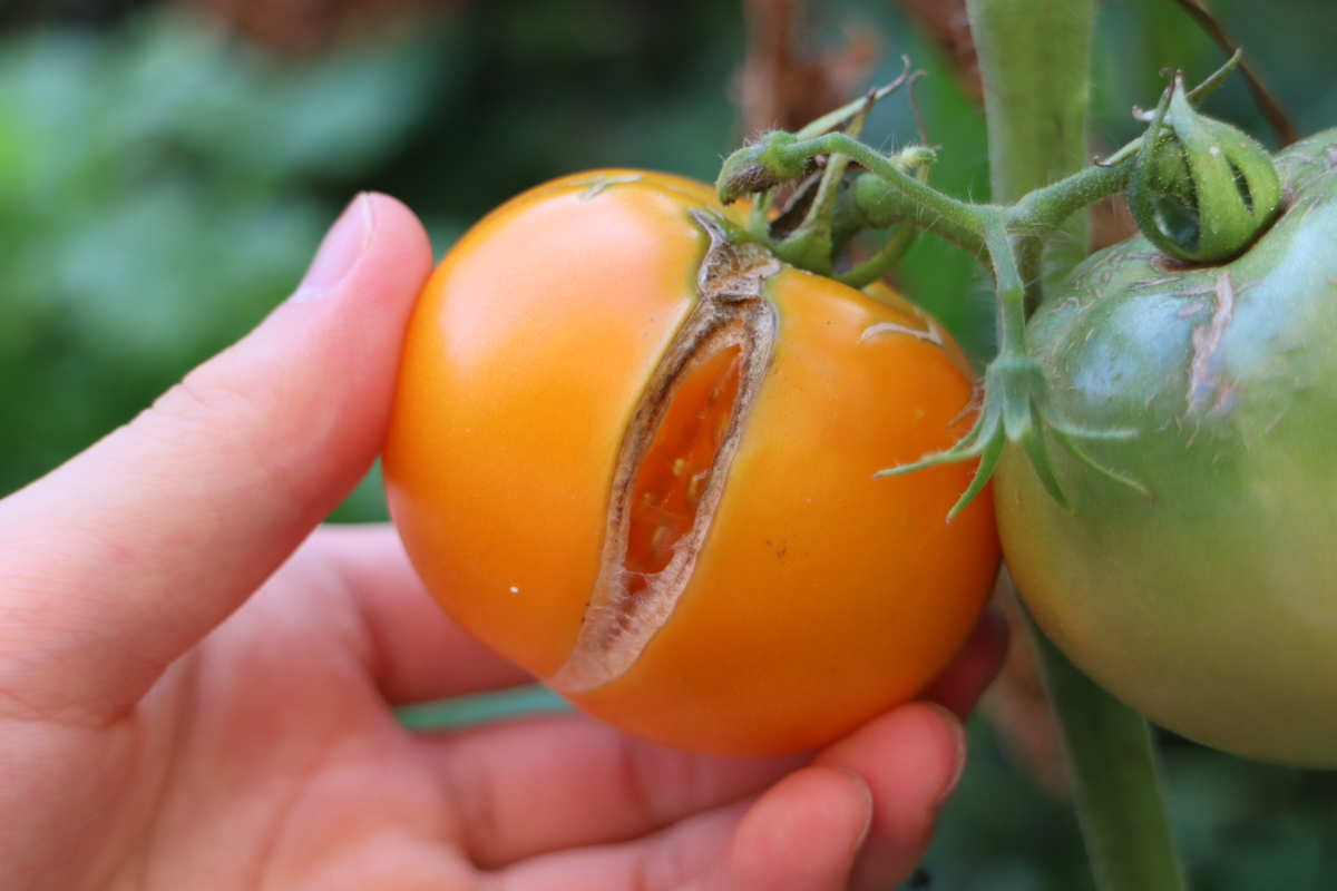 トマトの収穫 7 24 トマトの菜園 天文ライフ