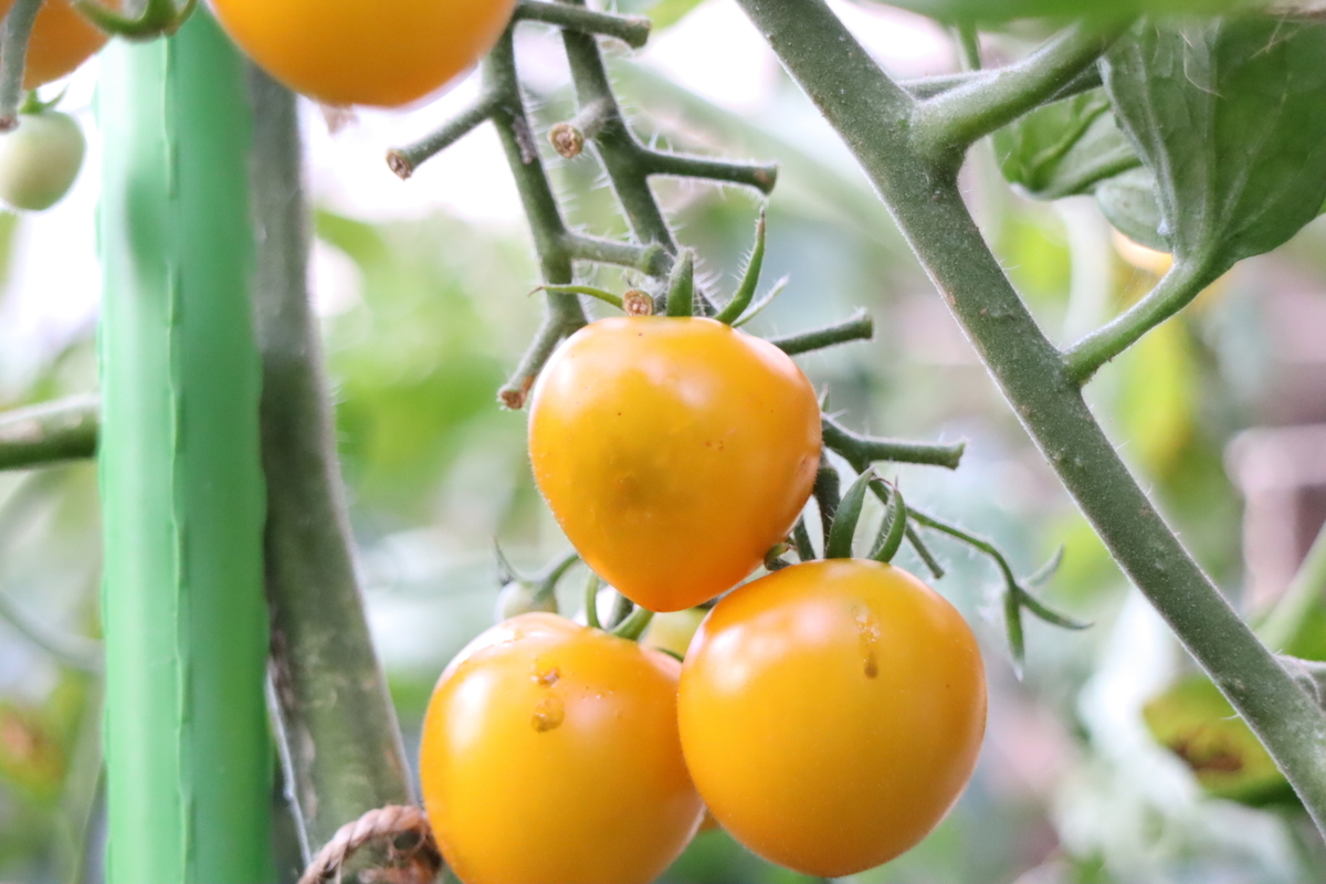 トマトの収穫 ニンジンの本葉 8 10 トマトの菜園 天文ライフ