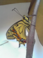 f:id:tomato_mama:20120407112800j:image f:id:tomato_mama:20120407112800j:image