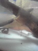 f:id:tomato_mama:20120411193800j:image f:id:tomato_mama:20120411193800j:image