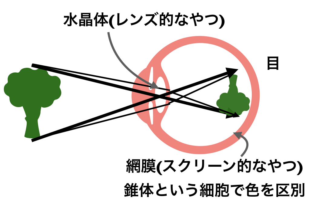 f:id:tomatoha831:20200514150407p:plain