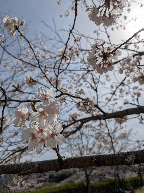 f:id:tomatoma-miho:20250331214028j:image f:id:tomatoma-miho:20250331214028j:image