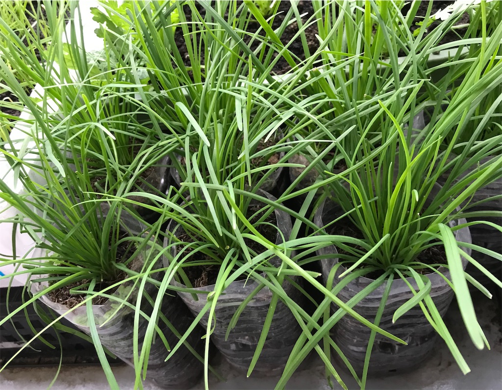 家庭菜園 プランター菜園 家庭の生ゴミで簡単肥料作り たのしるブログ 家庭菜園 プランター菜園 家庭の生ゴミで簡単肥料作り たのしるブログ