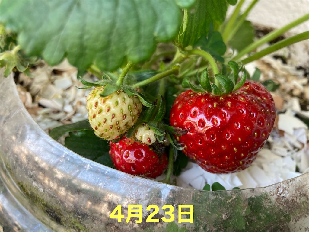 種から育てたいちご🍓No.3 今年もすくすく育っています - たのしるブログ
