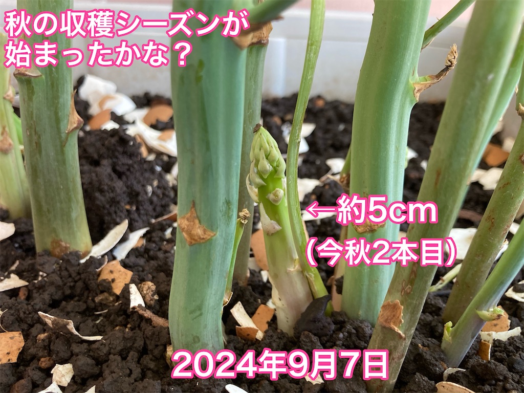 f:id:tomatoma24:20241014190832j:image