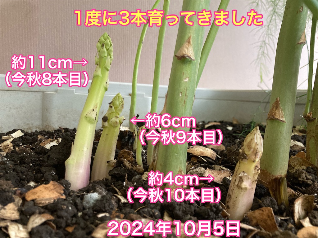 f:id:tomatoma24:20241014190836j:image f:id:tomatoma24:20241014190836j:image