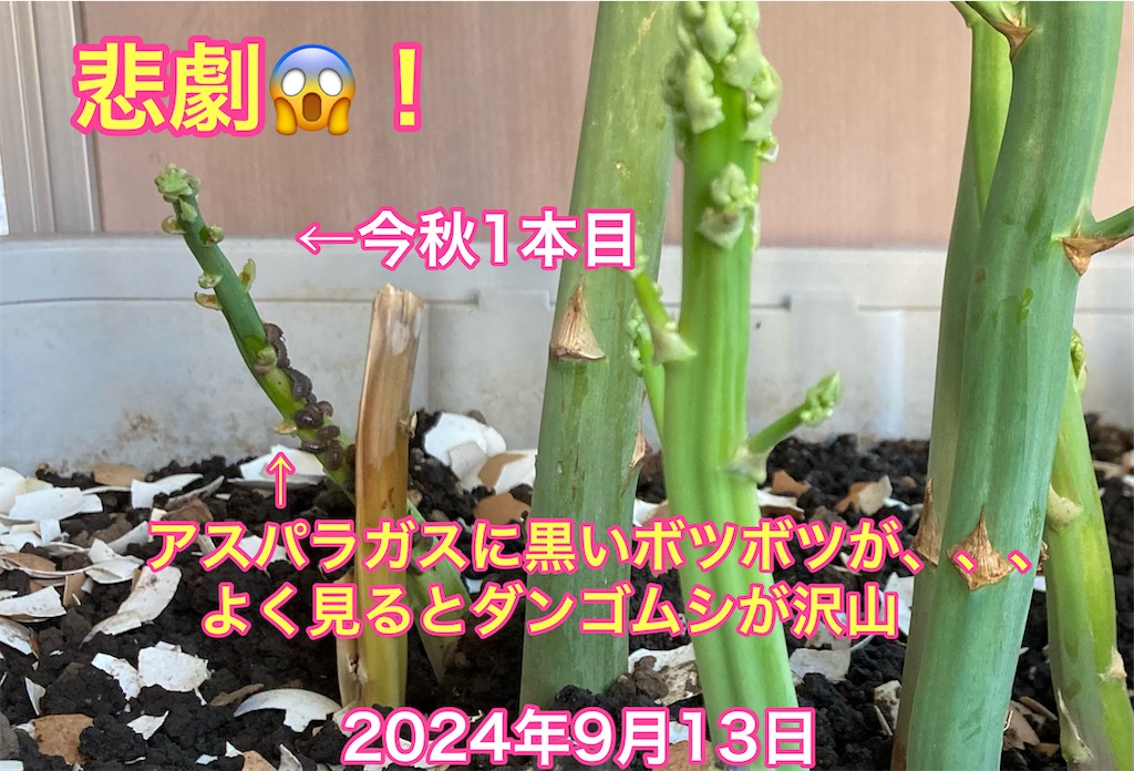 f:id:tomatoma24:20241014190903j:image f:id:tomatoma24:20241014190903j:image