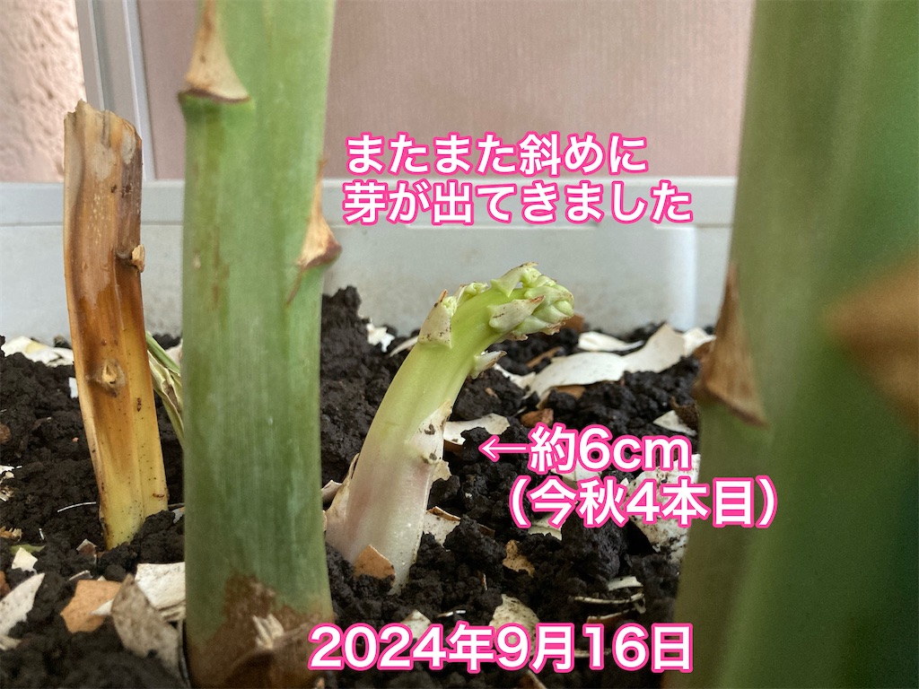 f:id:tomatoma24:20241014190907j:image f:id:tomatoma24:20241014190907j:image