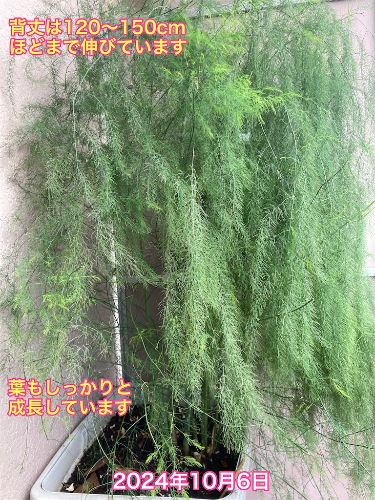 f:id:tomatoma24:20241014190921j:image f:id:tomatoma24:20241014190921j:image