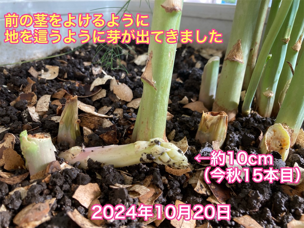f:id:tomatoma24:20241020151248j:image