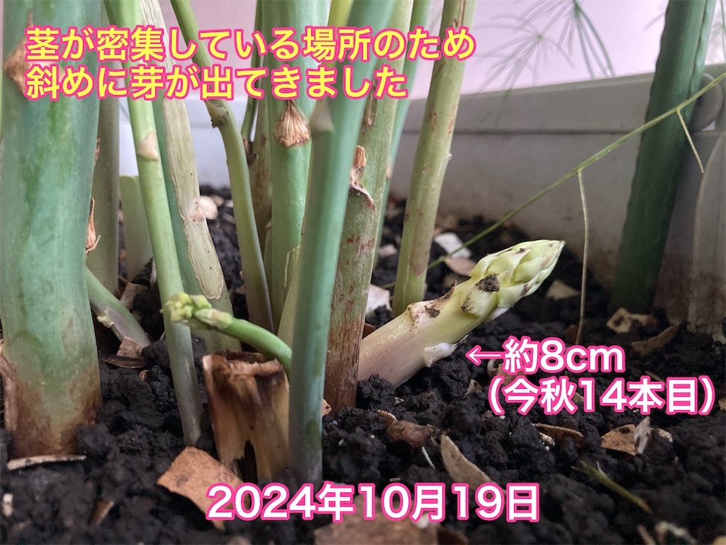 f:id:tomatoma24:20241020151252j:image f:id:tomatoma24:20241020151252j:image