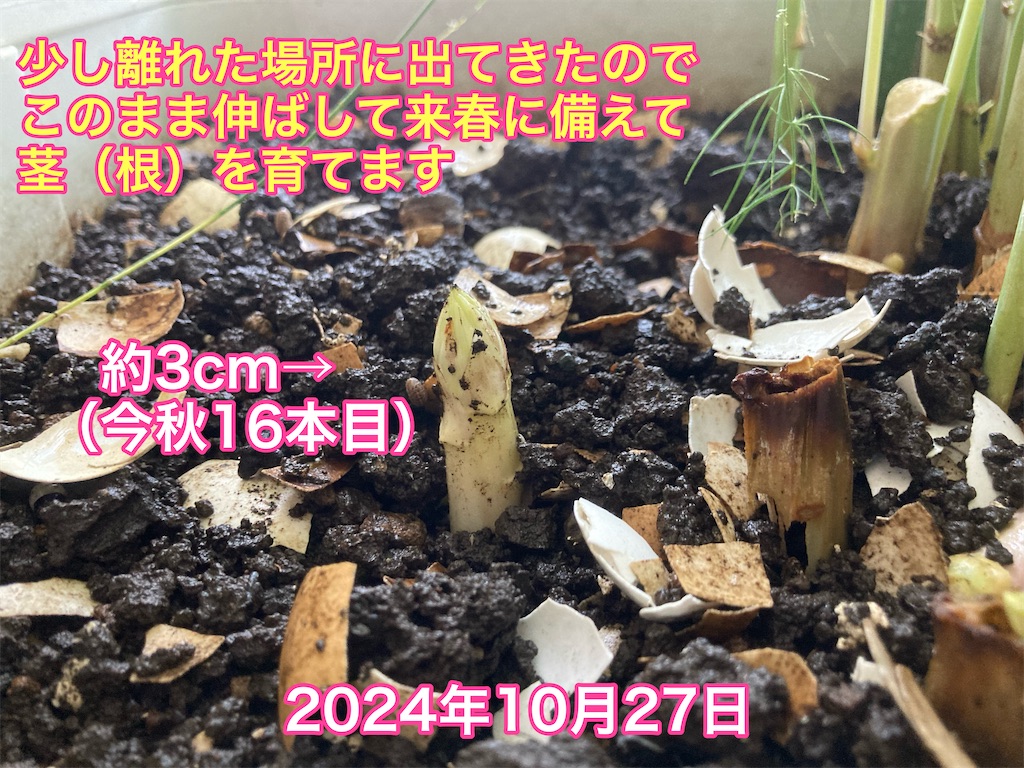 f:id:tomatoma24:20241103084955j:image f:id:tomatoma24:20241103084955j:image