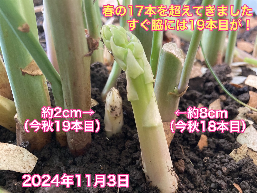 f:id:tomatoma24:20241103084959j:image f:id:tomatoma24:20241103084959j:image