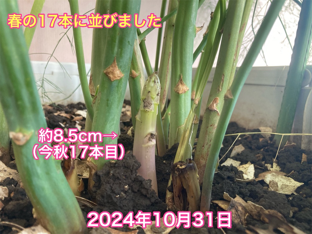 f:id:tomatoma24:20241103085002j:image f:id:tomatoma24:20241103085002j:image