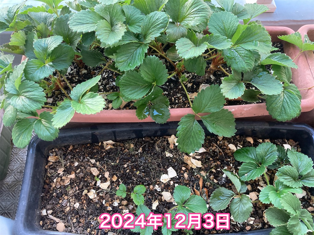 f:id:tomatoma24:20241207122255j:image