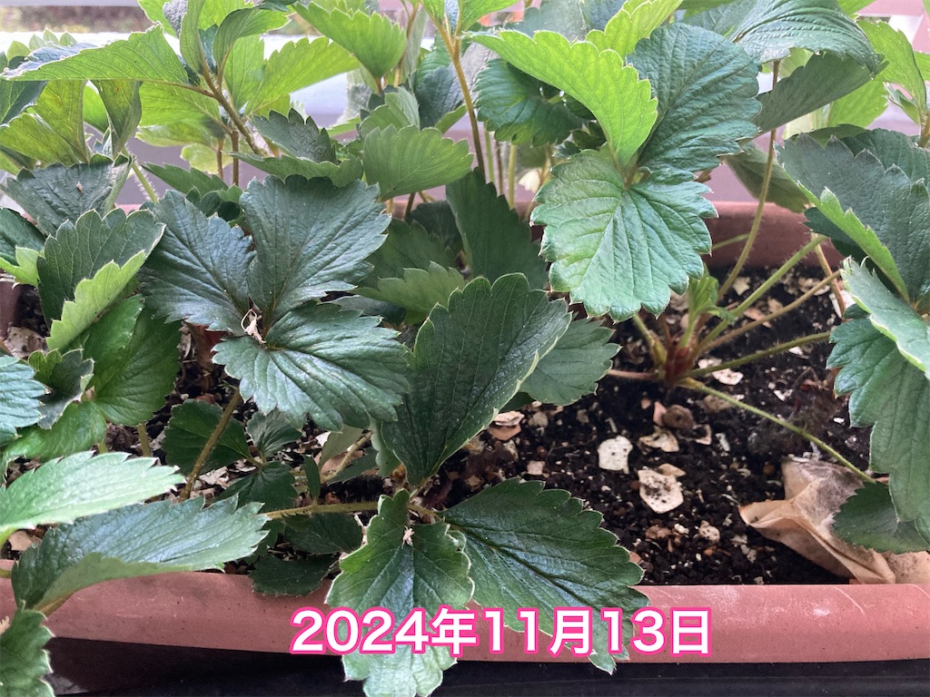 f:id:tomatoma24:20241207122302j:image f:id:tomatoma24:20241207122302j:image