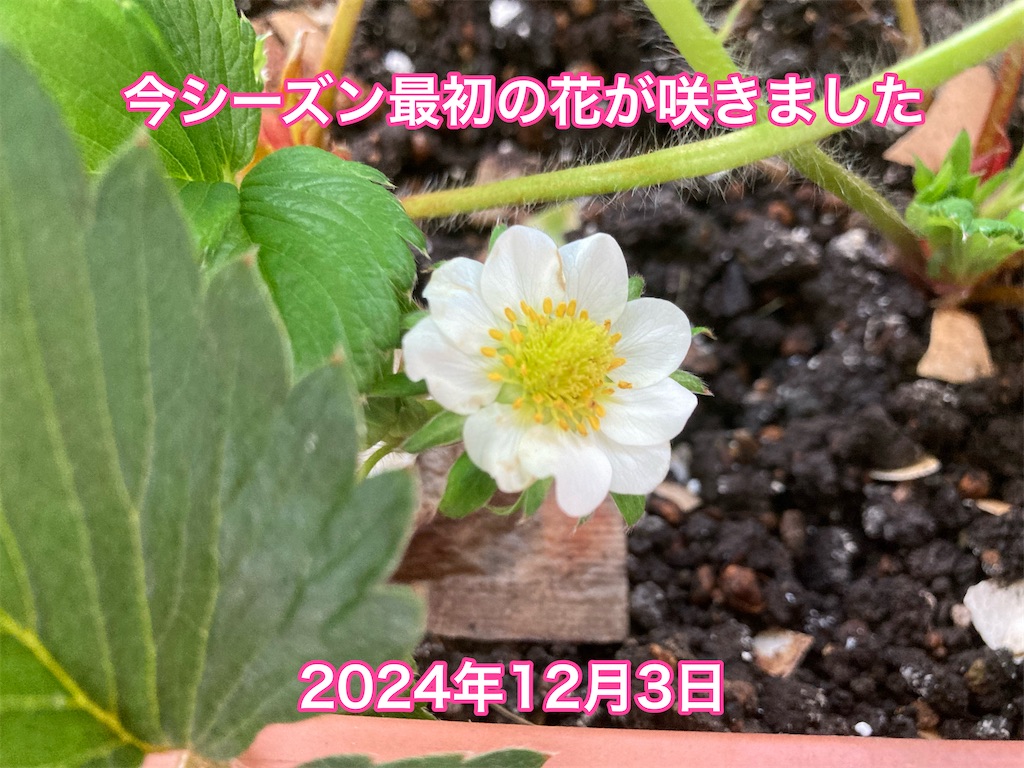 f:id:tomatoma24:20241208143409j:image f:id:tomatoma24:20241208143409j:image