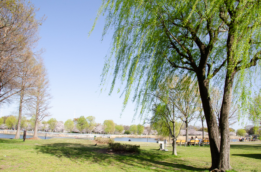 f:id:tomatomoto:20190407003042j:plain