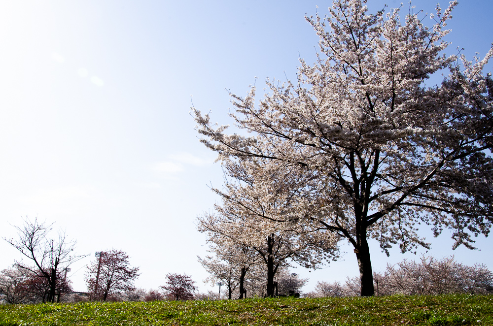 f:id:tomatomoto:20190407003047j:plain