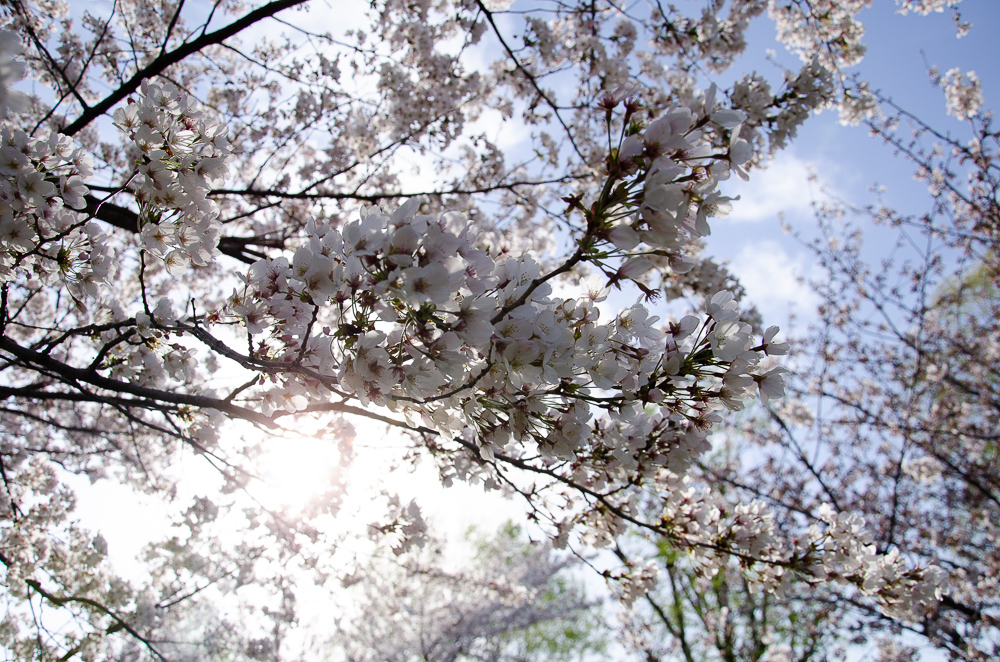 f:id:tomatomoto:20190407003051j:plain